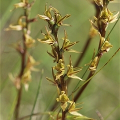 Paraprasophyllum wilkinsoniorum at Tantawangalo, NSW - suppressed