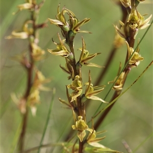 Paraprasophyllum wilkinsoniorum at Tantawangalo, NSW - suppressed