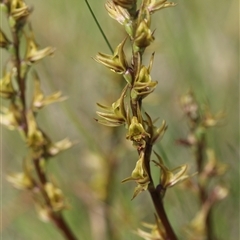 Paraprasophyllum wilkinsoniorum at Tantawangalo, NSW - suppressed