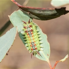 Doratifera quadriguttata (Four-spotted Cup Moth) at Weetangera, ACT - 12 Jan 2025 by AlisonMilton