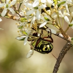 Eupoecila australasiae (Fiddler Beetle) at Hawker, ACT - 13 Jan 2025 by AlisonMilton