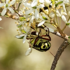 Eupoecila australasiae (Fiddler Beetle) at Hawker, ACT by AlisonMilton