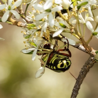 Eupoecila australasiae (Fiddler Beetle) at Hawker, ACT - 13 Jan 2025 by AlisonMilton