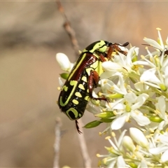 Eupoecila australasiae at Hawker, ACT - 13 Jan 2025 11:08 AM