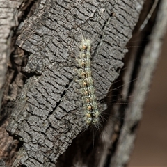 Anestia (genus) (A tiger moth) at Weetangera, ACT - 13 Jan 2025 by AlisonMilton