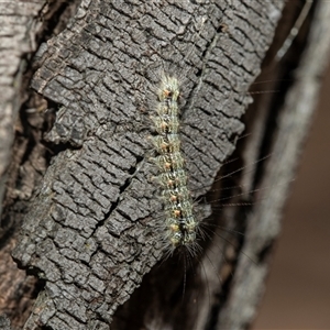 Anestia (genus) (A tiger moth) at Weetangera, ACT by AlisonMilton