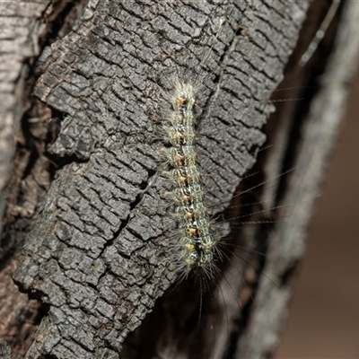 Anestia (genus) (A tiger moth) at Weetangera, ACT - 12 Jan 2025 by AlisonMilton