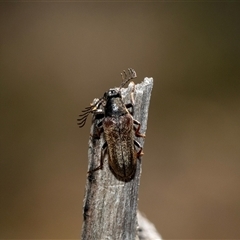 Euctenia sp. (genus) (Wedge-shaped beetle) at Hawker, ACT - 13 Jan 2025 by AlisonMilton