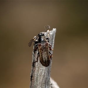 Euctenia sp. (genus) (Wedge-shaped beetle) at Hawker, ACT by AlisonMilton