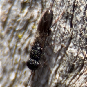 Megalyra sp. (genus) at Casey, ACT - 11 Jan 2025 02:27 PM