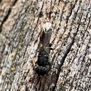 Megalyra sp. (genus) at Casey, ACT - 11 Jan 2025 02:27 PM