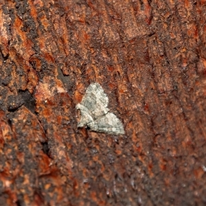 Phrissogonus laticostata at Barmera, SA by AlisonMilton