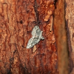 Phrissogonus laticostata at Barmera, SA - 27 Oct 2022 04:45 PM
