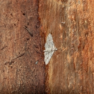 Ectropis fractaria at Barmera, SA by AlisonMilton