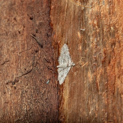 Chloroclystis filata (Filata Moth, Australian Pug Moth) at Barmera, SA - 27 Oct 2022 by AlisonMilton