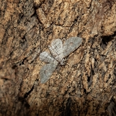 Chloroclystis insigillata (Chloroclystis insigillata) at Barmera, SA - 27 Oct 2022 by AlisonMilton