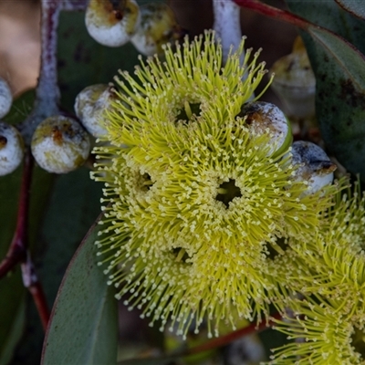 Unverified Gum Tree at Barmera, SA - 27 Oct 2022 by AlisonMilton