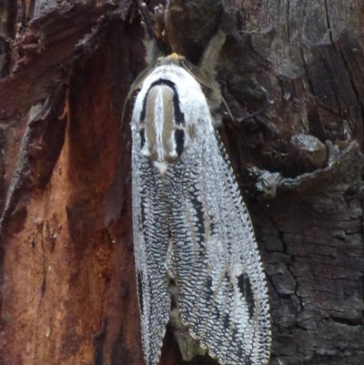 Endoxyla lituratus (A Wattle Goat Moth) at West Hobart, TAS - 13 Jan 2025 by VanessaC