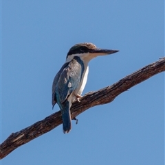 Todiramphus sanctus (Sacred Kingfisher) at Hackett, ACT - 13 Jan 2025 by Boagshoags