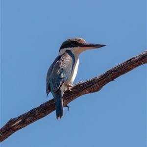 Todiramphus sanctus at Hackett, ACT - 13 Jan 2025 10:19 AM