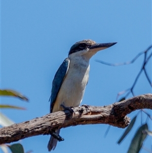 Todiramphus sanctus at Hackett, ACT - 13 Jan 2025 10:19 AM