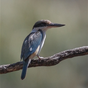 Todiramphus sanctus at Hackett, ACT - 13 Jan 2025 10:19 AM