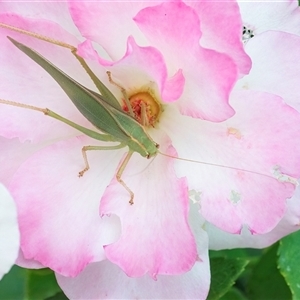 Caedicia simplex (Common Garden Katydid) at Googong, NSW by WHall