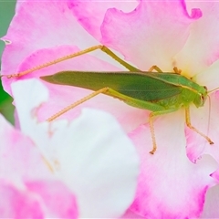 Caedicia simplex at Googong, NSW - 3 Jan 2025 04:41 PM