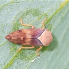 Brunotartessus fulvus (Yellow-headed Leafhopper) at Googong, NSW - 6 Jan 2025 by WHall