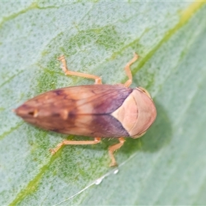 Brunotartessus fulvus (Yellow-headed Leafhopper) at Googong, NSW by WHall