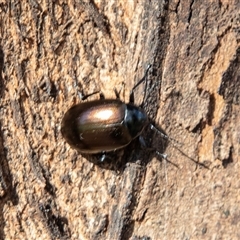 Chalcopteroides spectabilis (Rainbow darkling beetle) at Barmera, SA - 27 Oct 2022 by AlisonMilton