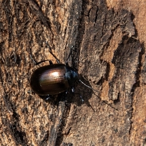 Chalcopteroides spectabilis at Barmera, SA - 27 Oct 2022 04:52 PM