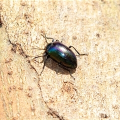 Chalcopteroides cupripennis (Rainbow darkling beetle) at Barmera, SA - 27 Oct 2022 by AlisonMilton