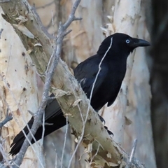 Corvus orru (Torresian Crow) at Woorim, QLD - 13 Jan 2025 by lbradley