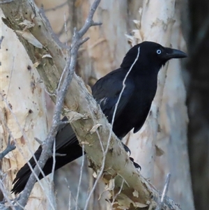 Corvus orru at Woorim, QLD - 13 Jan 2025 07:18 PM