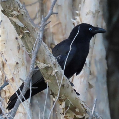 Corvus orru at Woorim, QLD - 13 Jan 2025 by lbradley