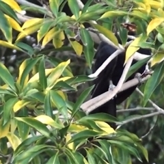 Eudynamys orientalis (Pacific Koel) at Albury, NSW - 13 Jan 2025 by ejsb