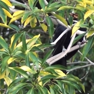 Eudynamys orientalis (Pacific Koel) at Albury, NSW by ejsb