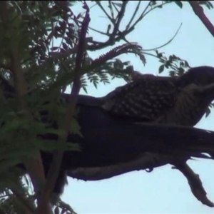Eudynamys orientalis at Albury, NSW - 13 Jan 2025 08:20 PM