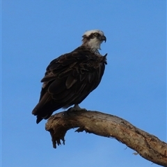 Pandion haliaetus (Osprey) at Bongaree, QLD - 13 Jan 2025 by lbradley