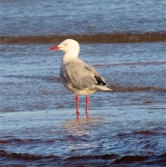 Chroicocephalus novaehollandiae (Silver Gull) at Bongaree, QLD - 13 Jan 2025 by lbradley