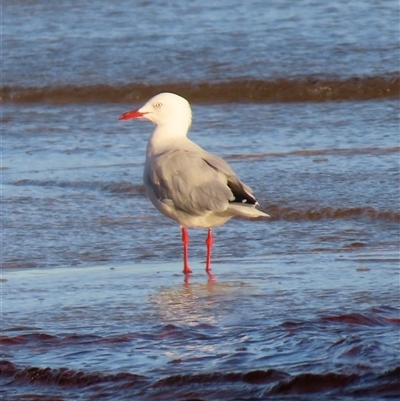 Chroicocephalus novaehollandiae at Bongaree, QLD - 13 Jan 2025 by lbradley