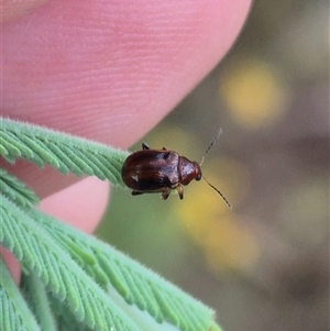 Rhyparida sp. (genus) at Bungendore, NSW by clarehoneydove