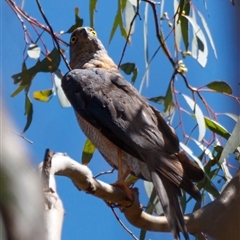 Tachyspiza cirrocephala (Collared Sparrowhawk) at Hackett, ACT - 13 Jan 2025 by Boagshoags