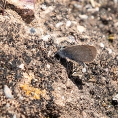 Zizina otis (Common Grass-Blue) at Kingston on Murray, SA - 27 Oct 2022 by AlisonMilton