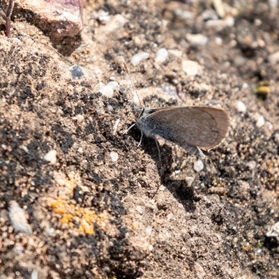 Zizina otis (Common Grass-Blue) at Kingston on Murray, SA - 27 Oct 2022 by AlisonMilton