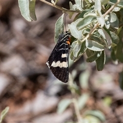 Phalaenoides glycinae at Kingston on Murray, SA - 27 Oct 2022 by AlisonMilton