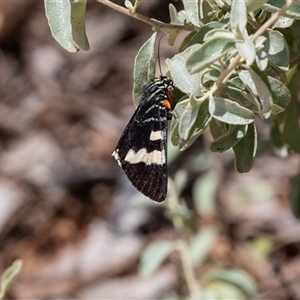 Phalaenoides glycinae at Kingston on Murray, SA by AlisonMilton