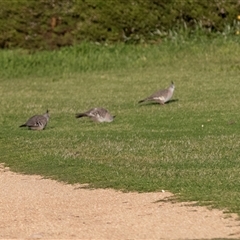 Ocyphaps lophotes (Crested Pigeon) at Barmera, SA - 27 Oct 2022 by AlisonMilton