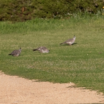 Ocyphaps lophotes (Crested Pigeon) at Barmera, SA - 26 Oct 2022 by AlisonMilton